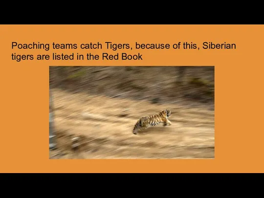 Poaching teams catch Tigers, because of this, Siberian tigers are listed in the Red Book