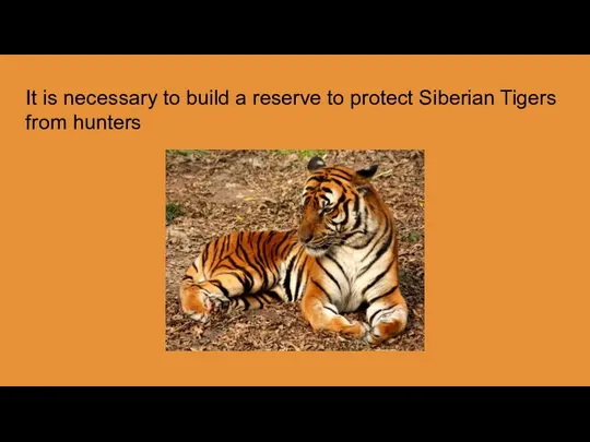 It is necessary to build a reserve to protect Siberian Tigers from hunters