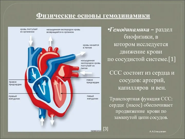 Транспортная функция ССС: сердце (насос) обеспечивает продвижение крови по замкнутой цепи сосудов.