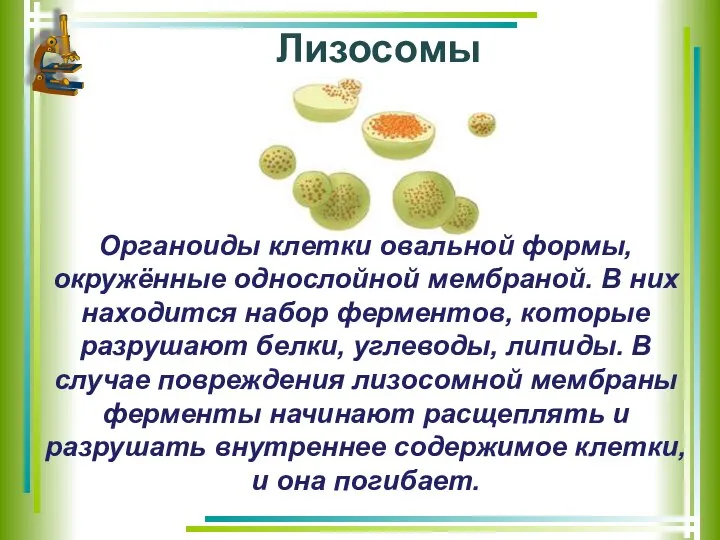 Лизосомы Органоиды клетки овальной формы, окружённые однослойной мембраной. В них находится набор