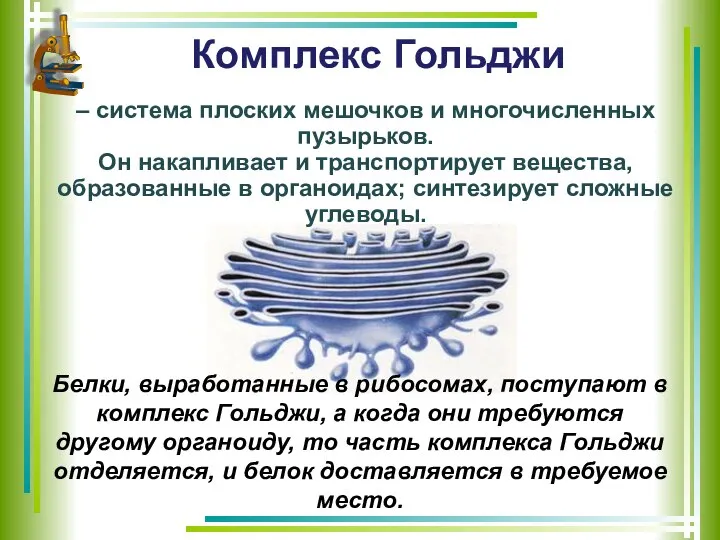 Комплекс Гольджи Белки, выработанные в рибосомах, поступают в комплекс Гольджи, а когда