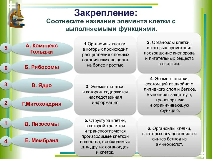 Закрепление: Соотнесите название элемента клетки с выполняемыми функциями. А. Комплекс Гольджи Б.