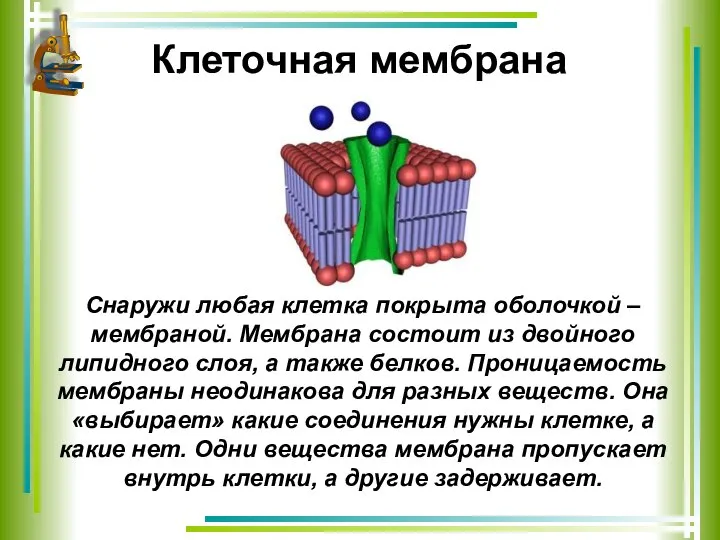 Клеточная мембрана Снаружи любая клетка покрыта оболочкой – мембраной. Мембрана состоит из