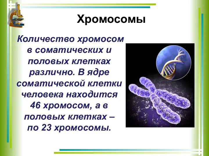 Хромосомы Количество хромосом в соматических и половых клетках различно. В ядре соматической