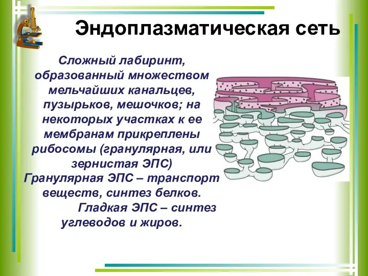 Эндоплазматическая сеть Сложный лабиринт, образованный множеством мельчайших канальцев, пузырьков, мешочков; на некоторых