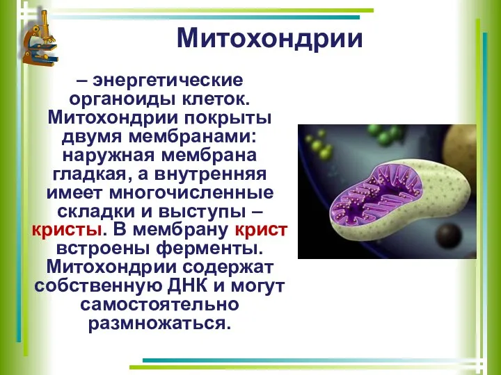 Митохондрии – энергетические органоиды клеток. Митохондрии покрыты двумя мембранами: наружная мембрана гладкая,