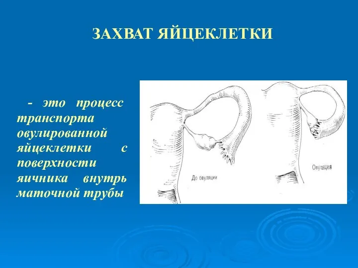 ЗАХВАТ ЯЙЦЕКЛЕТКИ - это процесс транспорта овулированной яйцеклетки с поверхности яичника внутрь маточной трубы