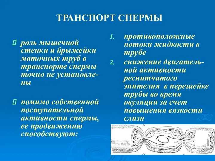 ТРАНСПОРТ СПЕРМЫ роль мышечной стенки и брыжейки маточных труб в транспорте спермы