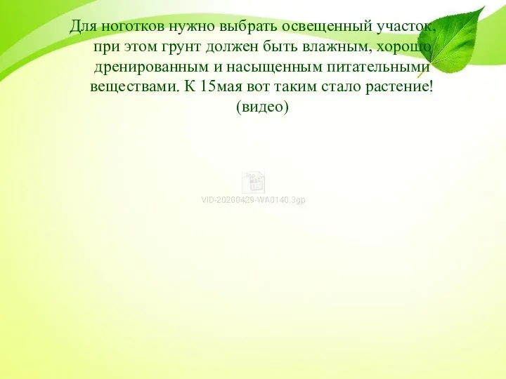 Для ноготков нужно выбрать освещенный участок, при этом грунт должен быть влажным,