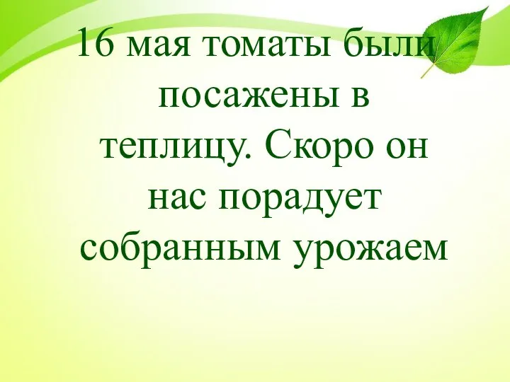 16 мая томаты были посажены в теплицу. Скоро он нас порадует собранным урожаем