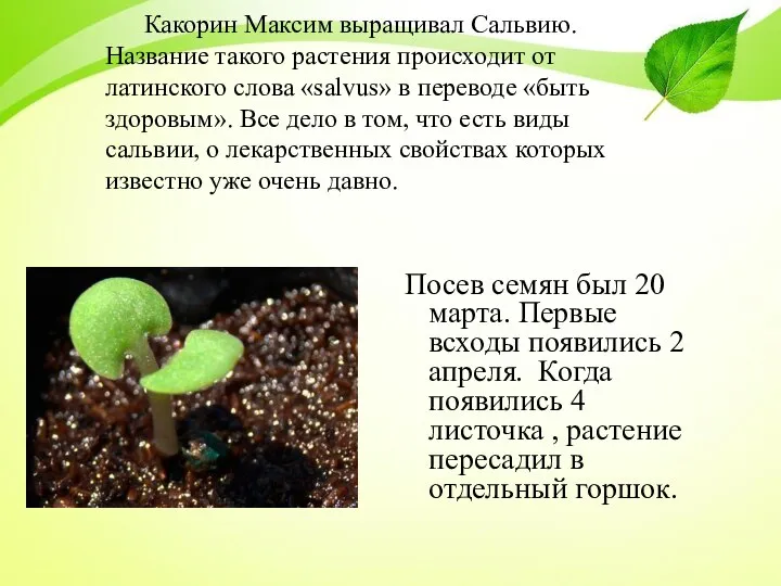Какорин Максим выращивал Сальвию. Название такого растения происходит от латинского слова «salvus»
