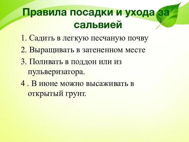 Правила посадки и ухода за сальвией 1. Садить в легкую песчаную почву