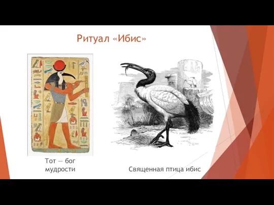 Ритуал «Ибис» Тот — бог мудрости Священная птица ибис