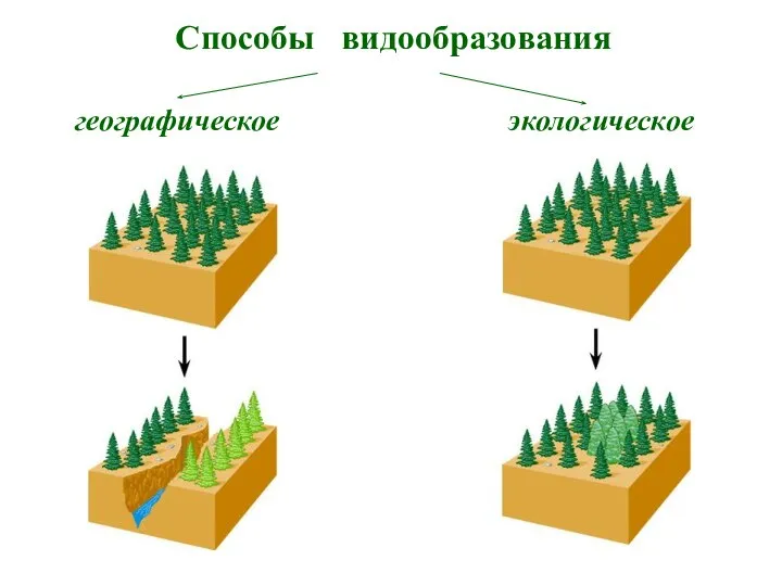 Способы видообразования географическое экологическое