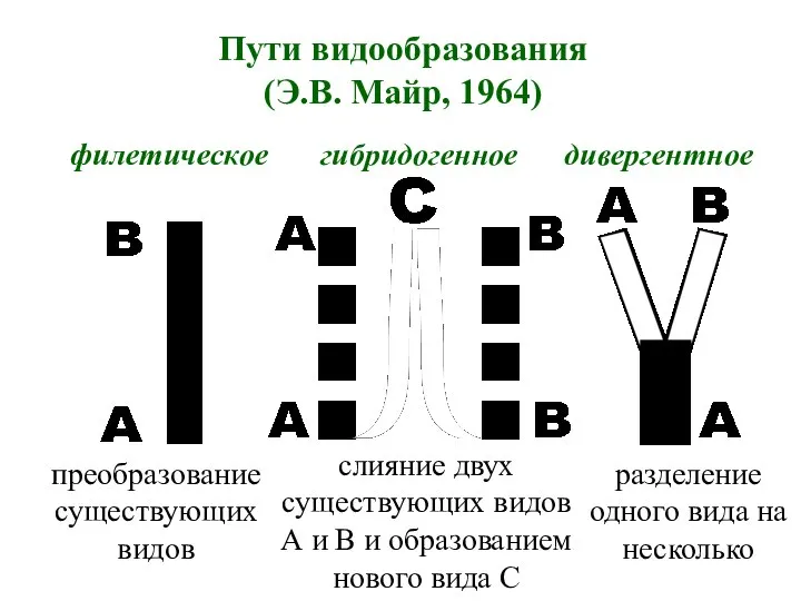 Пути видообразования (Э.В. Майр, 1964) филетическое гибридогенное дивергентное преобразование существующих видов слияние