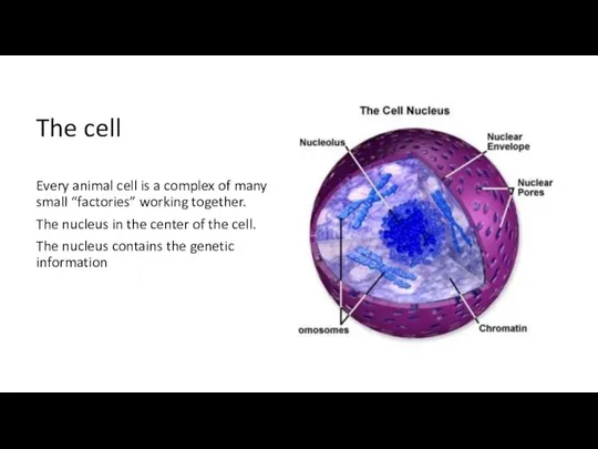 The cell Every animal cell is a complex of many small “factories”