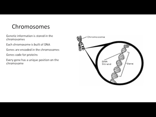 Chromosomes Genetic information is stored in the chromosomes Each chromosome is built
