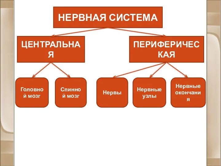 НЕРВНАЯ СИСТЕМА ЦЕНТРАЛЬНАЯ ПЕРИФЕРИЧЕСКАЯ Головной мозг Спинной мозг Нервы Нервные узлы Нервные окончания