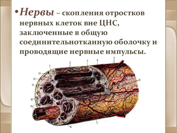 Нервы – скопления отростков нервных клеток вне ЦНС, заключенные в общую соединительнотканную