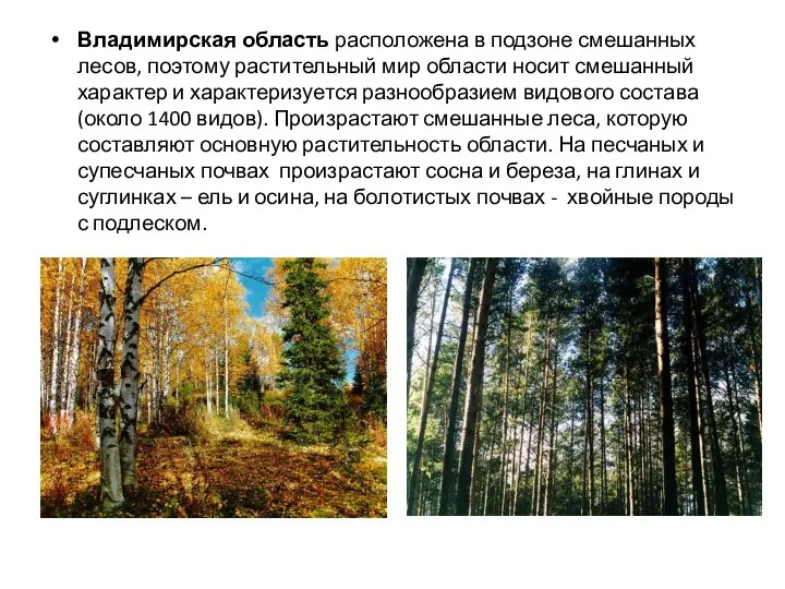 Владимирская область расположена в подзоне смешанных лесов, поэтому растительный мир области носит