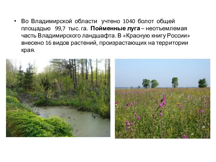 Во Владимирской области учтено 1040 болот общей площадью 99,7 тыс. га. Пойменные