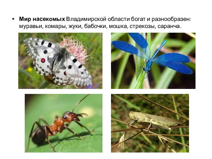 Мир насекомых Владимирской области богат и разнообразен: муравьи, комары, жуки, бабочки, мошка, стрекозы, саранча.