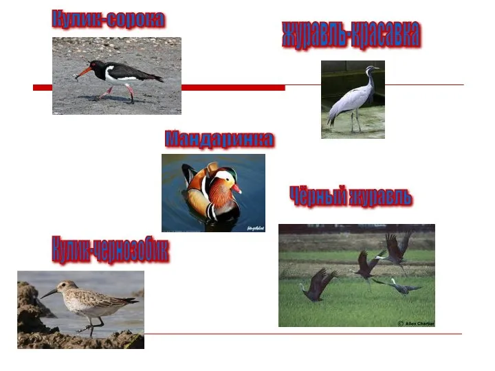 Кулик-сорока Мандаринка Кулик-чернозобик журавль-красавка Чёрный журавль