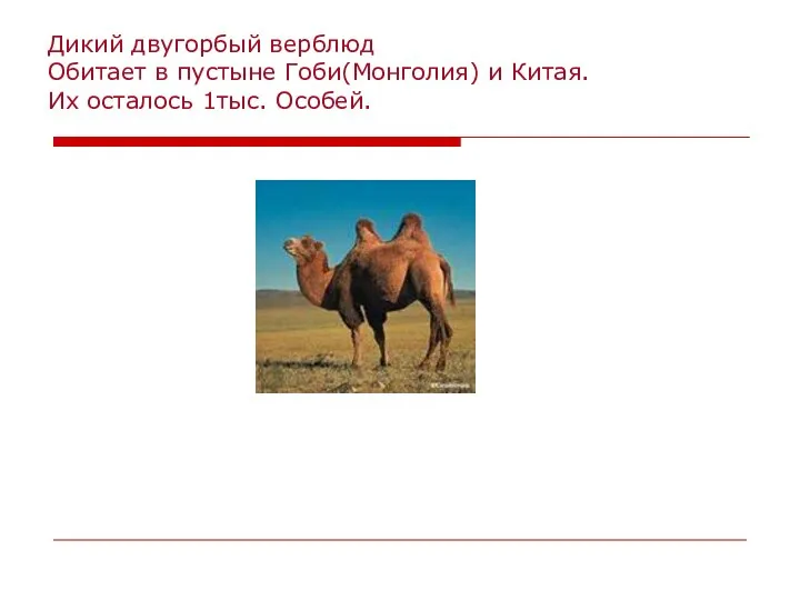 Дикий двугорбый верблюд Обитает в пустыне Гоби(Монголия) и Китая. Их осталось 1тыс. Особей.