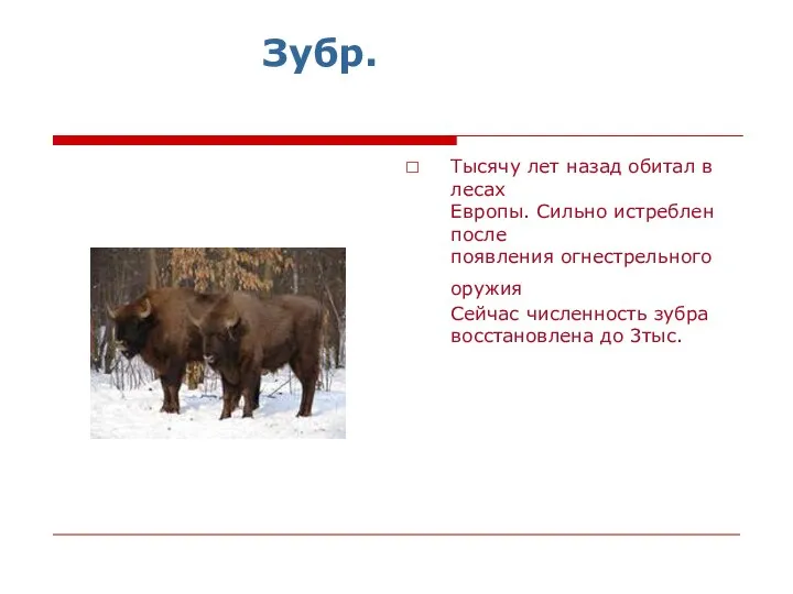 Зубр. Тысячу лет назад обитал в лесах Европы. Сильно истреблен после появления