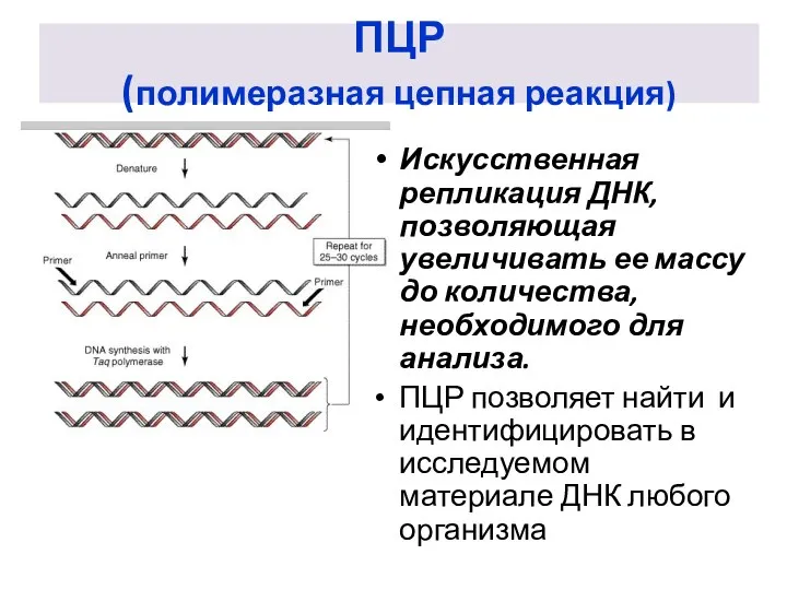ПЦР (полимеразная цепная реакция) Искусственная репликация ДНК, позволяющая увеличивать ее массу до