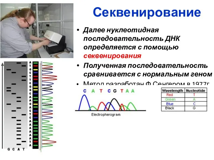 Секвенирование Далее нуклеотидная последовательность ДНК определяется с помощью секвенирования Полученная последовательность сравнивается