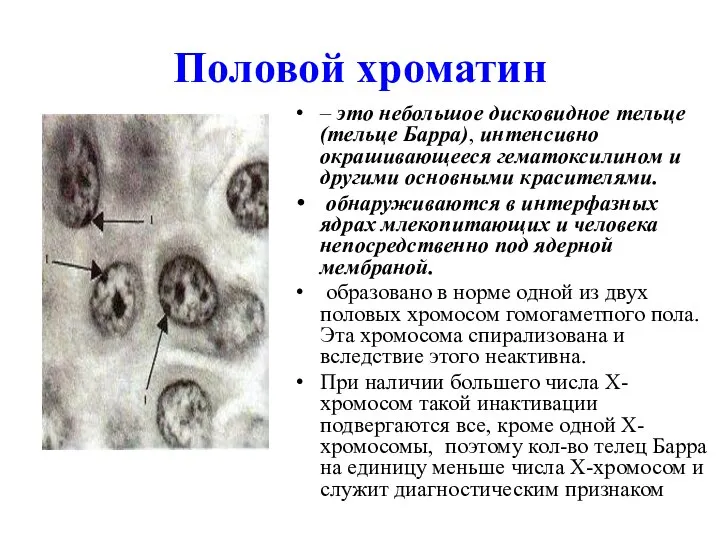 Половой хроматин – это небольшое дисковидное тельце (тельце Барра), интенсивно окрашивающееся гематоксилином