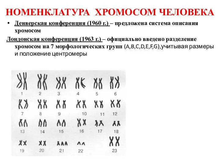 НОМЕНКЛАТУРА ХРОМОСОМ ЧЕЛОВЕКА Денверская конференция (1960 г.) – предложена система описания хромосом