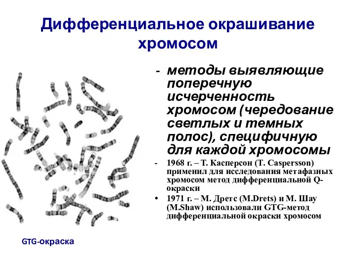 Дифференциальное окрашивание хромосом методы выявляющие поперечную исчерченность хромосом (чередование светлых и темных