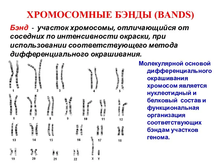 ХРОМОСОМНЫЕ БЭНДЫ (BANDS) Молекулярной основой дифференциального окрашивания хромосом является нуклеотидный и белковый