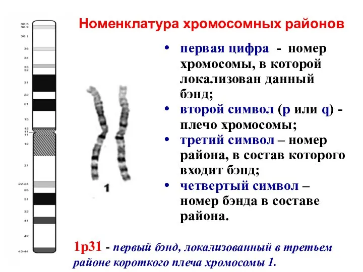 первая цифра - номер хромосомы, в которой локализован данный бэнд; второй символ
