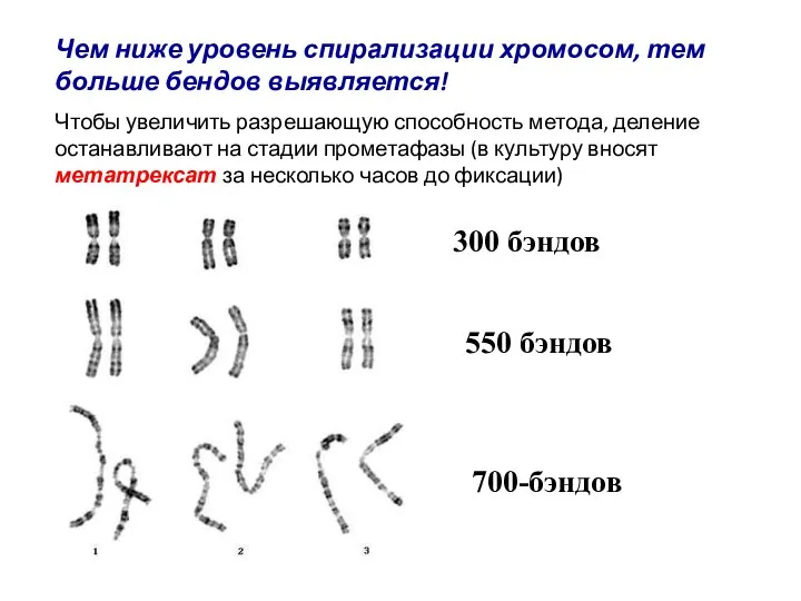 300 бэндов 550 бэндов 700-бэндов Чем ниже уровень спирализации хромосом, тем больше