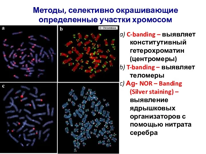 a) C-banding – выявляет конститутивный гетерохроматин (центромеры) b) T-banding – выявляет теломеры