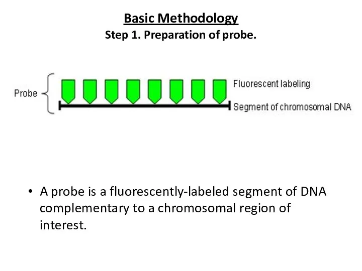 Basic Methodology Step 1. Preparation of probe. A probe is a fluorescently-labeled