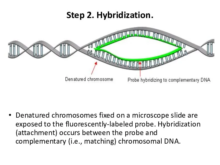 Step 2. Hybridization. Denatured chromosomes fixed on a microscope slide are exposed