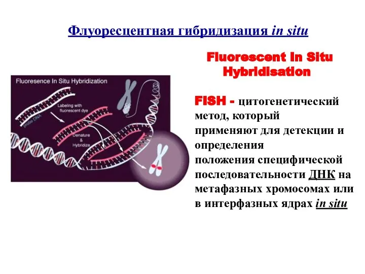 Флуоресцентная гибридизация in situ Fluorescent In Situ Hybridisation FISH - цитогенетический метод,