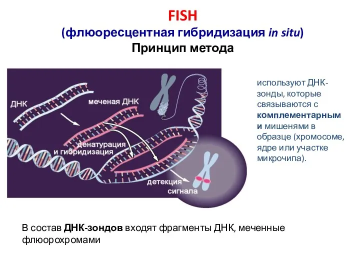 FISH (флюоресцентная гибридизация in situ) Принцип метода используют ДНК-зонды, которые связываются с