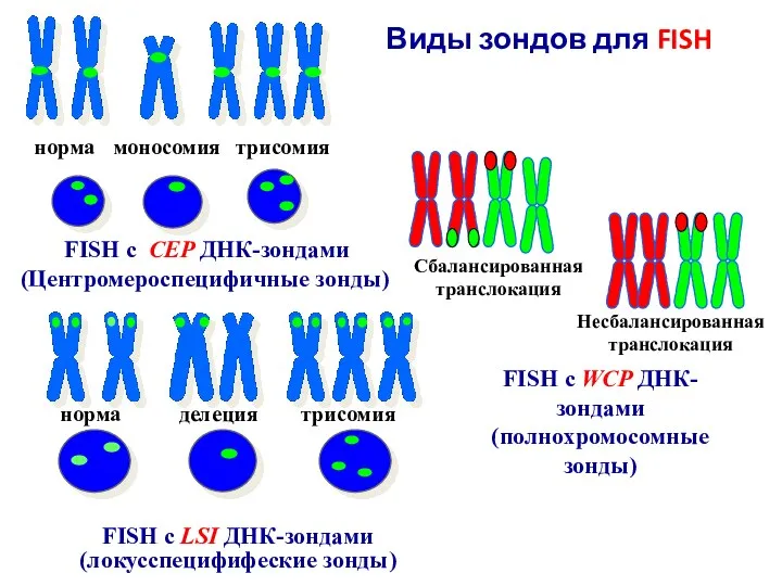 трисомия норма моносомия Сбалансированная транслокация Несбалансированная транслокация FISH с LSI ДНК-зондами (локусспецифифеские
