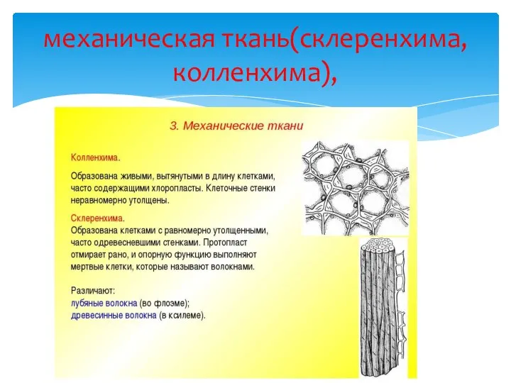 механическая ткань(склеренхима, колленхима),