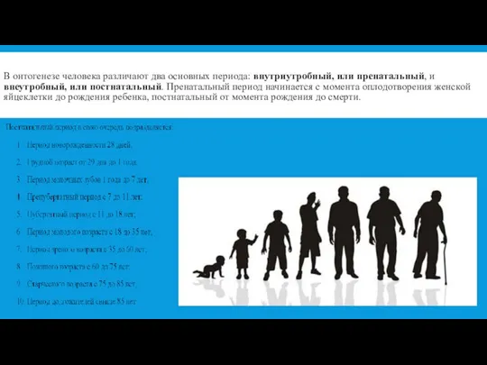 В онтогенезе человека различают два основных периода: внутриутробный, или пренатальный, и внеутробный,