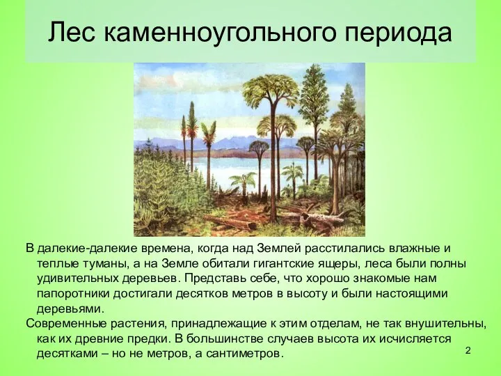 Лес каменноугольного периода В далекие-далекие времена, когда над Землей расстилались влажные и