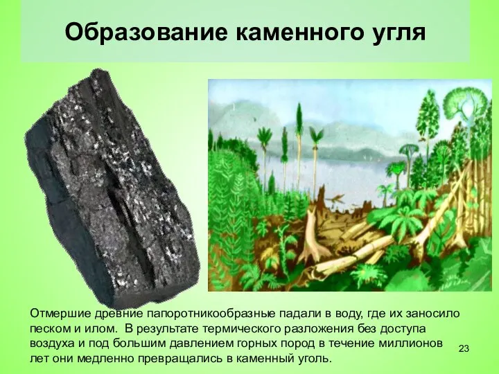 Образование каменного угля Отмершие древние папоротникообразные падали в воду, где их заносило