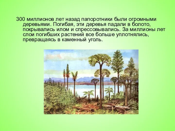 300 миллионов лет назад папоротники были огромными деревьями. Погибая, эти деревья падали