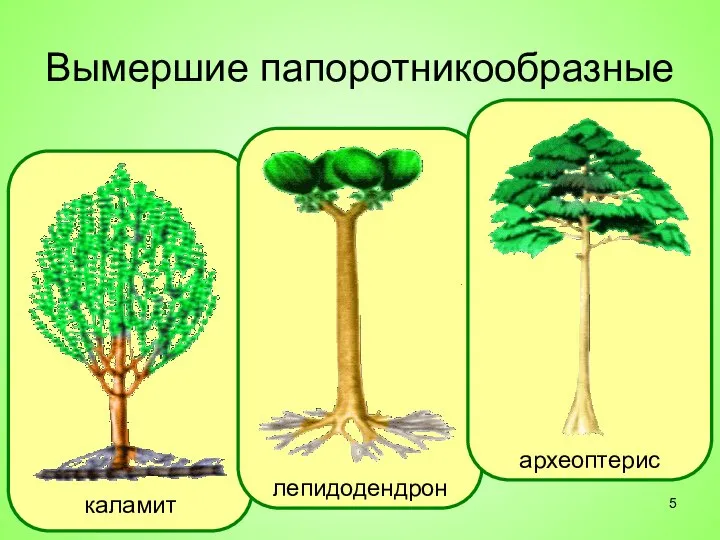 Вымершие папоротникообразные