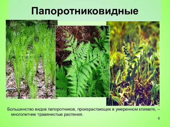 Папоротниковидные Большинство видов папоротников, произрастающих в умеренном климате, – многолетние травянистые растения.